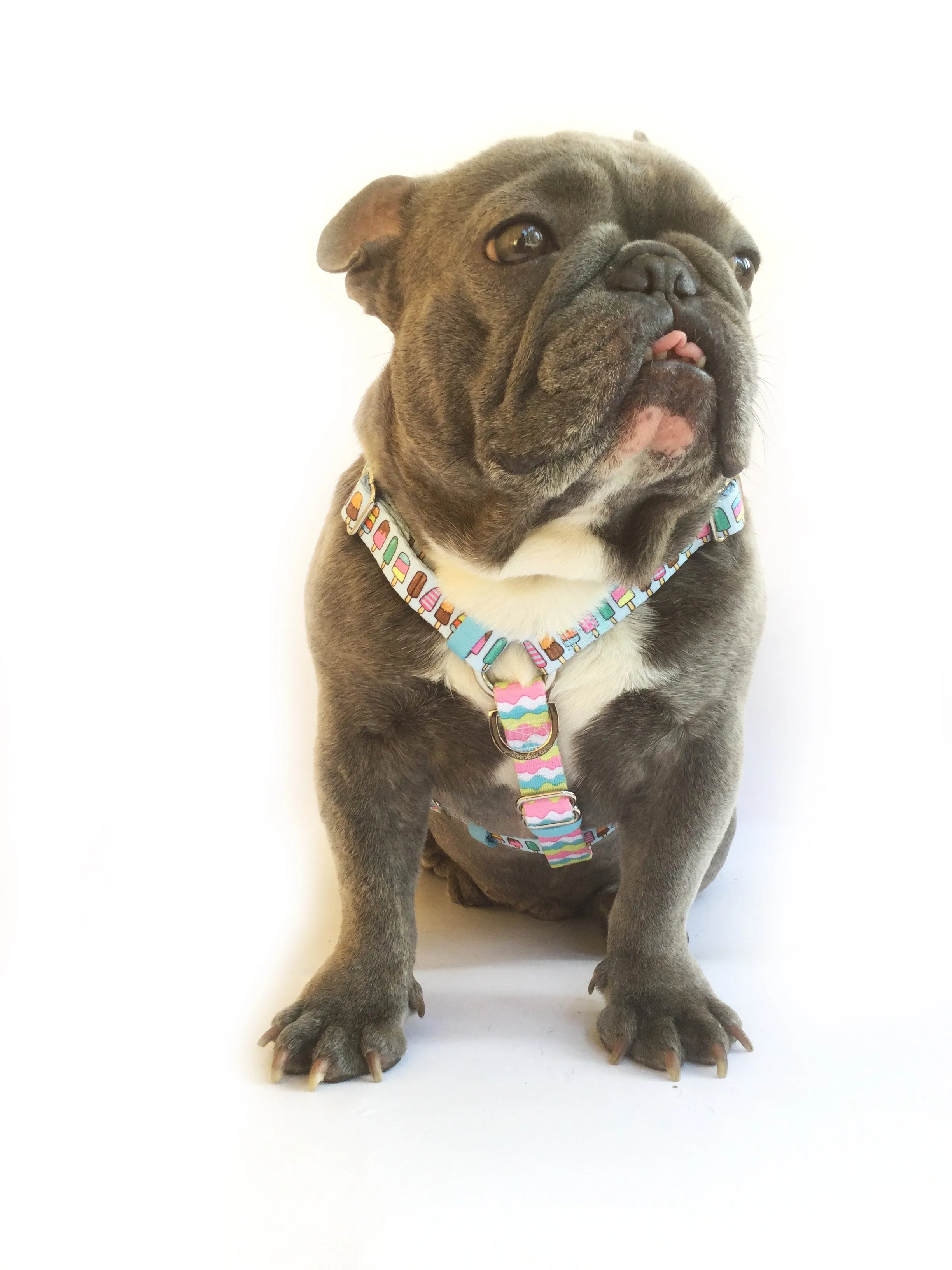 Frenchiestore Adjustable Pet Health Strap Harness | Ice Cream