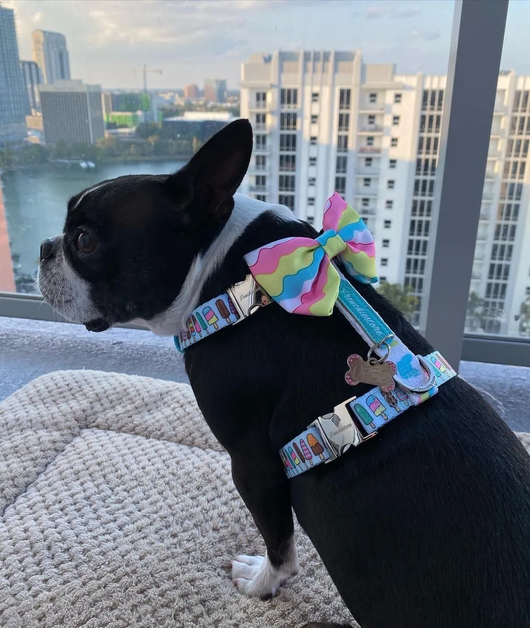 Frenchiestore Adjustable Pet Health Strap Harness | Ice Cream