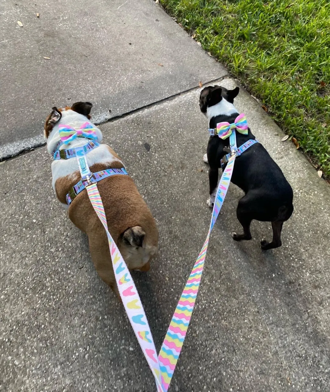 Frenchiestore Adjustable Pet Health Strap Harness | Ice Cream