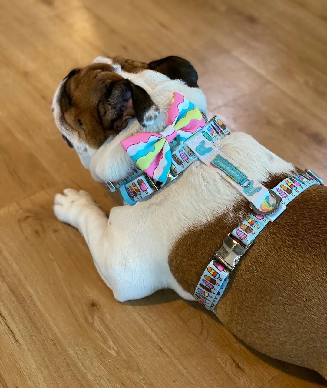 Frenchiestore Adjustable Pet Health Strap Harness | Ice Cream